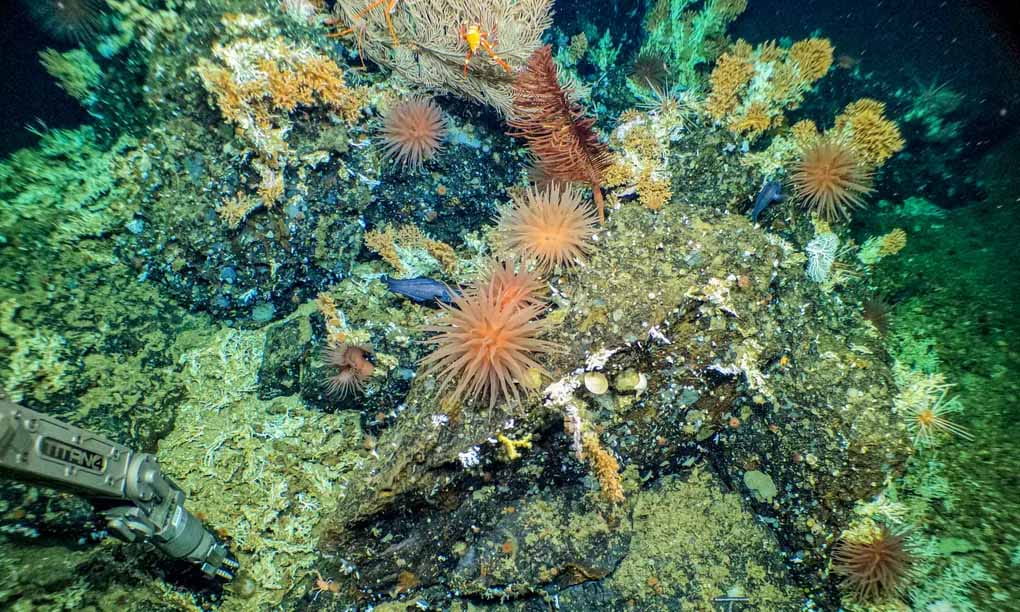 Scientists find pristine Galapagos deep sea reef "teeming" with life